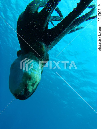 Miyakojima Diving Swimming Octopus 62450749