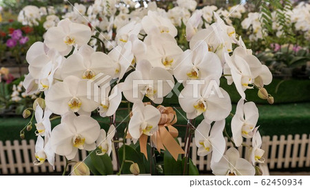 white orchid in air orchid white orchid in air orchid 62450934