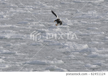 斯特勒海鷹1452 斯特勒海鷹1452 62451124