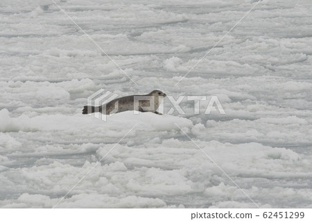 Sesame seal 1315 Sesame seal 1315 62451299