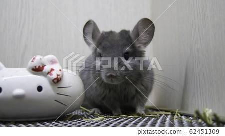 高山高原最愛的老鼠-密蘇中南部的仙境 62451309