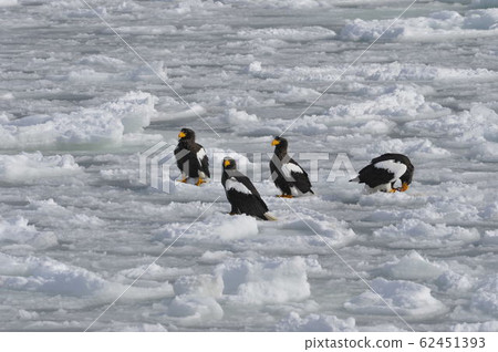 斯特勒的海鷹1412 斯特勒的海鷹1412 62451393