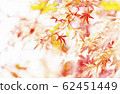 bright autumn leaves in the natural environment 62451449