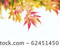 bright autumn leaves in the natural environment 62451450