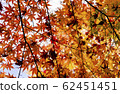 bright autumn leaves in the natural environment 62451451