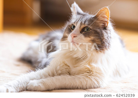 A cat sitting on a carpet and gazing at something [Norwegian Forest Cat] 62452039