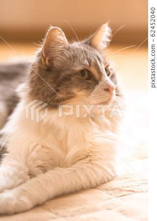 A cat sitting on a carpet and gazing at something [Norwegian Forest Cat] 62452040