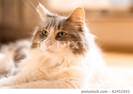 A cat sitting on a carpet and gazing at something [Norwegian Forest Cat] 62452041