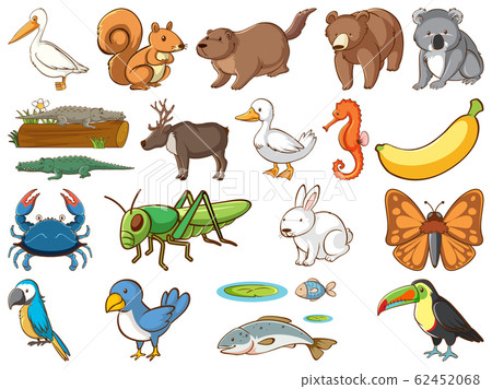 Large set of wildlife with many types of animals Large set of wildlife with many types of animals 62452068