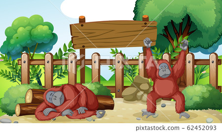 Scene with two chimpanzees in the zoo Scene with two chimpanzees in the zoo 62452093