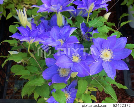 鐵線蓮花園-美麗的大紫色花 鐵線蓮花園-美麗的大紫色花 62452372