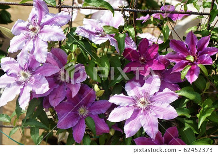 Clematis Garden-Pretty large pink flowers 62452373