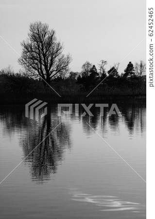 Old tree reflecting on Lake Pfaffikon. Old tree reflecting on Lake Pfaffikon. 62452465