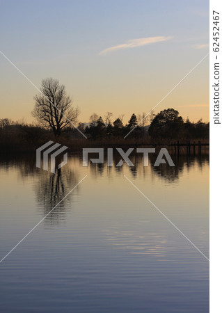 Trees at the shore of Lake Pfaffikon, Switzerland. 62452467