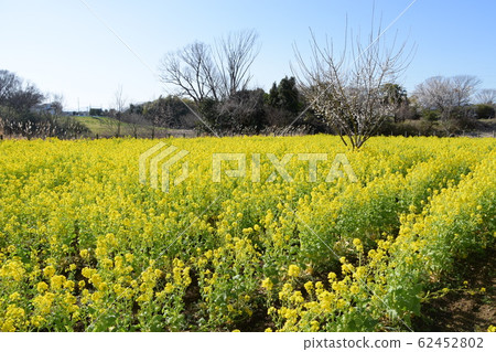 藍天和強姦開花Satoyama公園 62452802