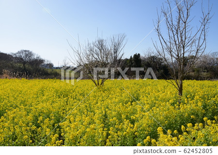 藍天和強姦開花Satoyama公園 62452805