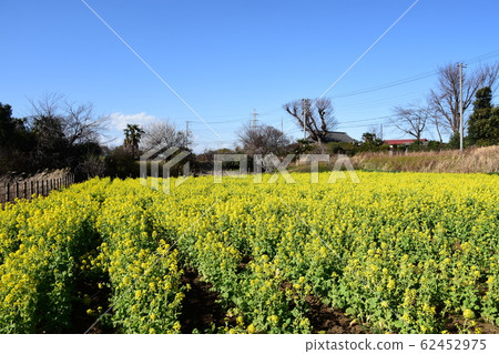 藍天和強姦開花Satoyama公園 62452975