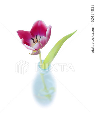 Tulip in clear bottles on white background Tulip in clear bottles on white background 62454032