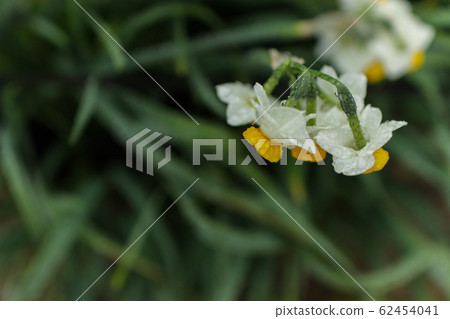 Narcissus Narcissus 62454041