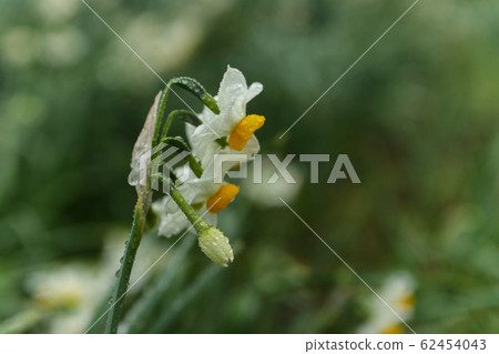 Narcissus Narcissus 62454043