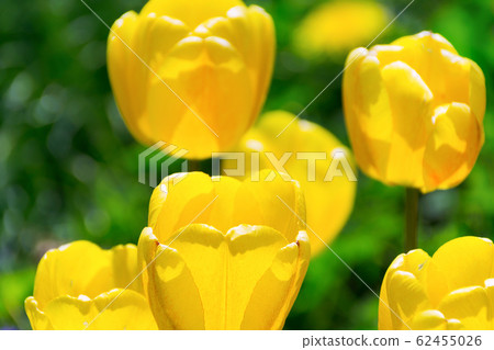 Blooming yellow tulips 62455026