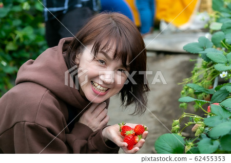 A woman picking strawberries A woman picking strawberries 62455353