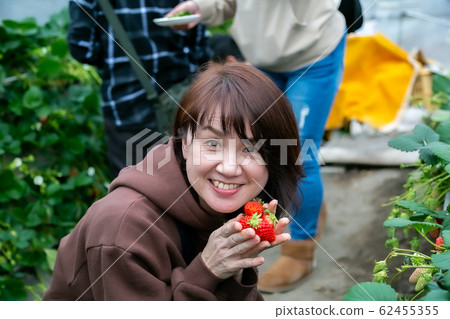 A woman picking strawberries A woman picking strawberries 62455355