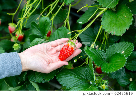 Strawberry picking up at hand Strawberry picking up at hand 62455619