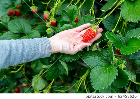 Strawberry picking up at hand Strawberry picking up at hand 62455620