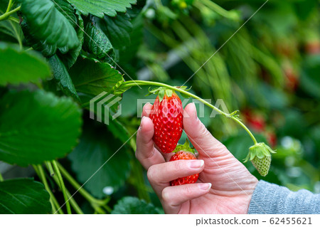 草莓在手邊撿 草莓在手邊撿 62455621