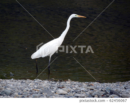 River Egret 62456067