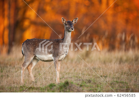 Side view of a wild fallow deer watching attentively in nature Side view of a wild fallow deer watching attentively in nature 62456585