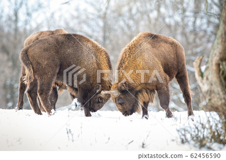 Strong wisents in a territorial duel on snow in winter Strong wisents in a territorial duel on snow in winter 62456590
