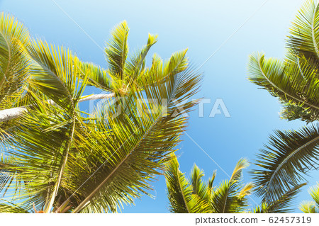Coconut palm trees under blue sky 62457319