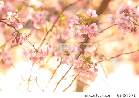 Kawazu cherry tree 62457571