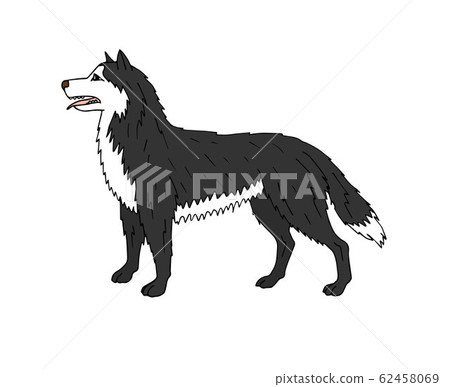 Vector colored hand drawn doodle sketch husky dog - Stock Illustration ...