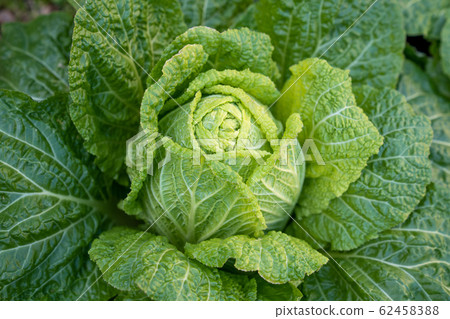 Seasonal Chinese cabbage up <February 2020 Chiba / Home garden> 62458388