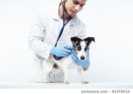 young veterinarian doctor in blue gloves examine little cute dog jack russell isolated on white background, animal healthcare concept 62459016