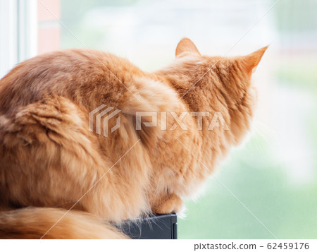 Cute ginger cat is looking out of the window. Fluffy pet is waiting for somebody or something. Cute ginger cat is looking out of the window. Fluffy pet is waiting for somebody or something. 62459176