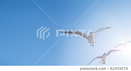 Seagulls float in the air. Bottom view of sea birds against a clear sky and bright sun. 62459374