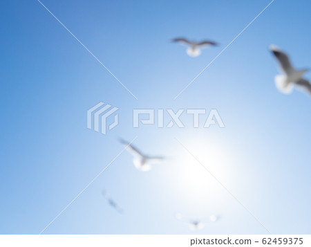Seagulls float in the air. Bottom view of sea birds against a clear sky and bright sun. Natural blurred background. Seagulls float in the air. Bottom view of sea birds against a clear sky and bright sun. Natural blurred background. 62459375