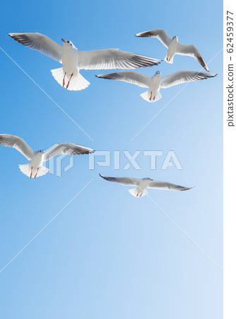 Seagulls float in the air. Bottom view of sea birds against a clear sky and bright sun. Seagulls float in the air. Bottom view of sea birds against a clear sky and bright sun. 62459377