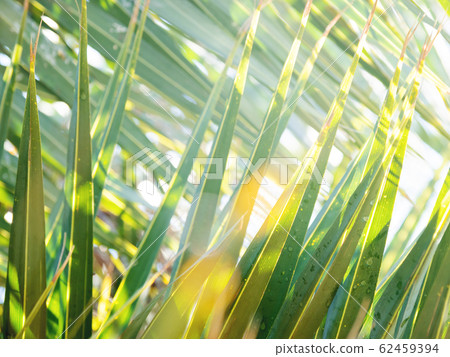 Sun shines on wet palm tree leaves. Tropical tree with fresh green foliage. Sun shines on wet palm tree leaves. Tropical tree with fresh green foliage. 62459394