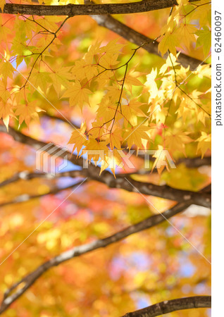 Clear autumn leaves Clear autumn leaves 62460097