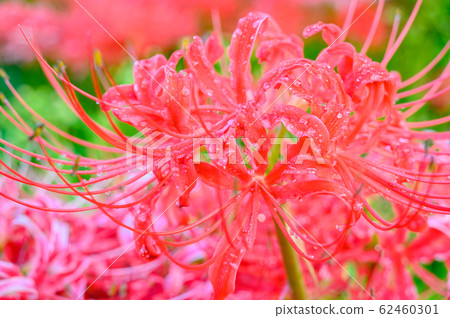 Cluster amaryllis, minosawa cluster amaryllis park, tochigi prefecture, 62460301
