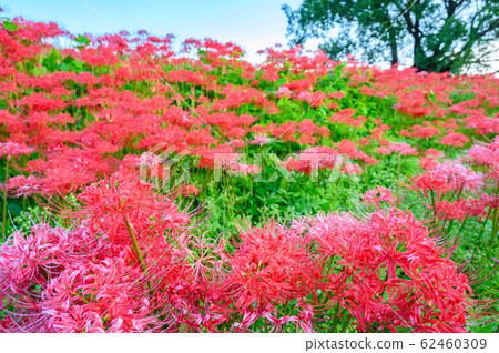 Cluster amaryllis, minosawa cluster amaryllis park, tochigi prefecture, 62460309