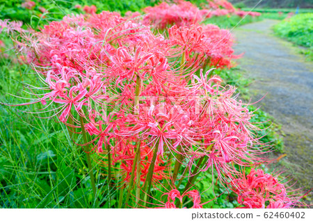 Cluster amaryllis, minosawa cluster amaryllis park, tochigi prefecture, Cluster amaryllis, minosawa cluster amaryllis park, tochigi prefecture, 62460402