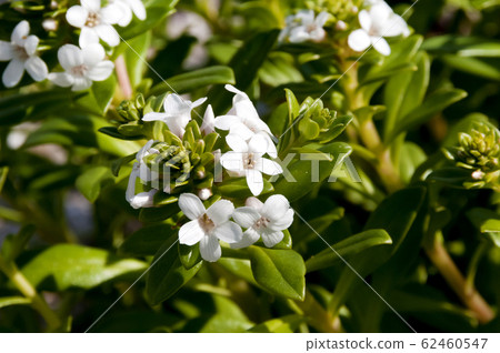 在“ Hamashiko”海岸上生長的海灘植物 62460547