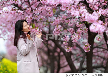 櫻花約會 櫻花約會 62460826