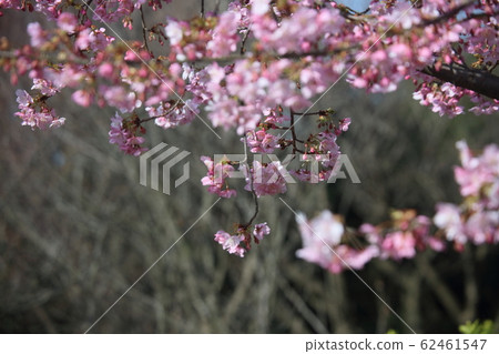 Kawazu cherry tree Kawazu cherry tree 62461547